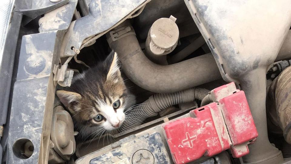 Внимание: животные прячутся под автомобилями зимой!