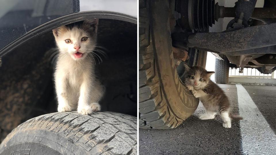 Внимание: животные прячутся под автомобилями зимой!