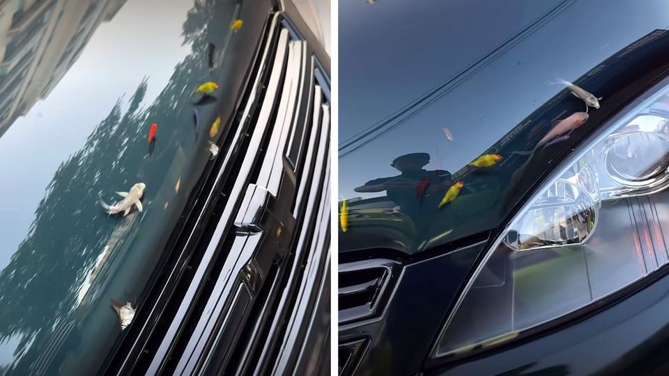Chevrolet Gentra kapotidan akvarium yasashdi