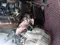 Dvigitel obyom 2 lacetti в Наманган за 350 y.e. id6384652
