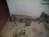 T-40 Vidushi в Джизак за ~552 y.e. id6482057, Фото №1