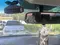 Oq Chevrolet Gentra, 1 pozitsiya Gaz-benzin 2012 yil, КПП Mexanika, shahar Namangan uchun 7 350 у.е. id5122243