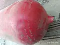 Gaz baon 90tali shahar Jizzax uchun ~56 у.е. id6551734