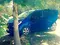 Тё̀мно-си́ний Chevrolet Spark, 2 позиция 2015 года, КПП Механика, в Карши за ~6 349 y.e. id5226895